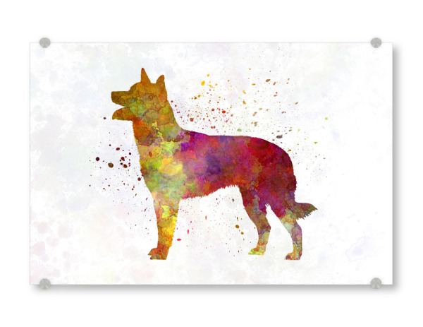 Acrylglasbild "Australian Kelpie in watercolor" artboxONE - Tiere
