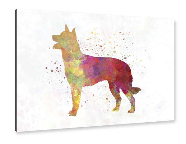 Alu-Dibond "Australian Kelpie in watercolor" 30x20 cm artboxONE