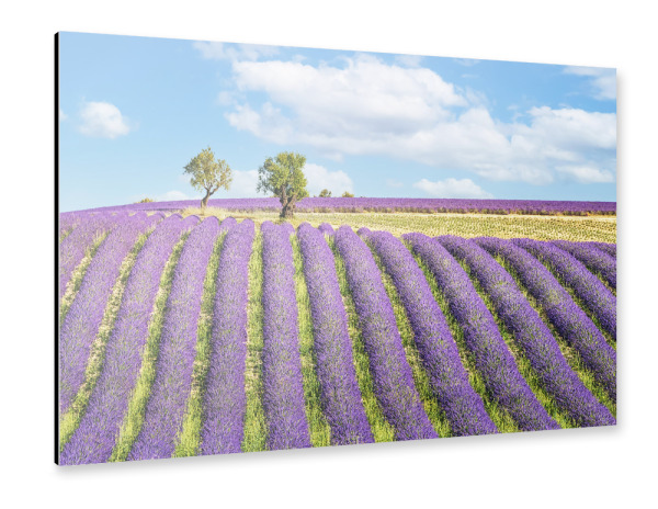 Alu-Dibond "Summer In Provence" 30x20 cm artboxONE