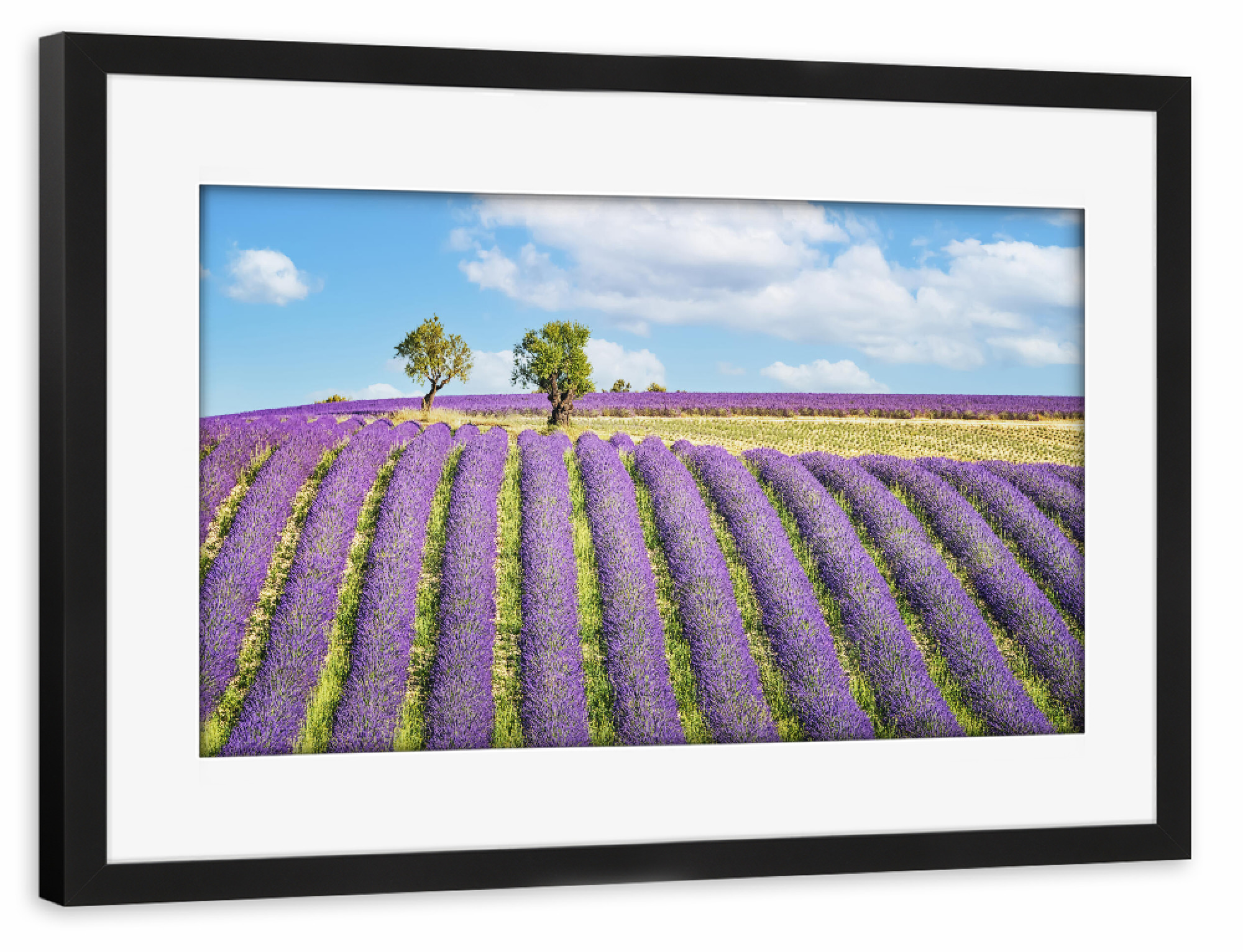 Poster mit Rahmen schwarz "Summer In Provence" artboxONE - Natur,Reise,Floral,Reise / Länder
