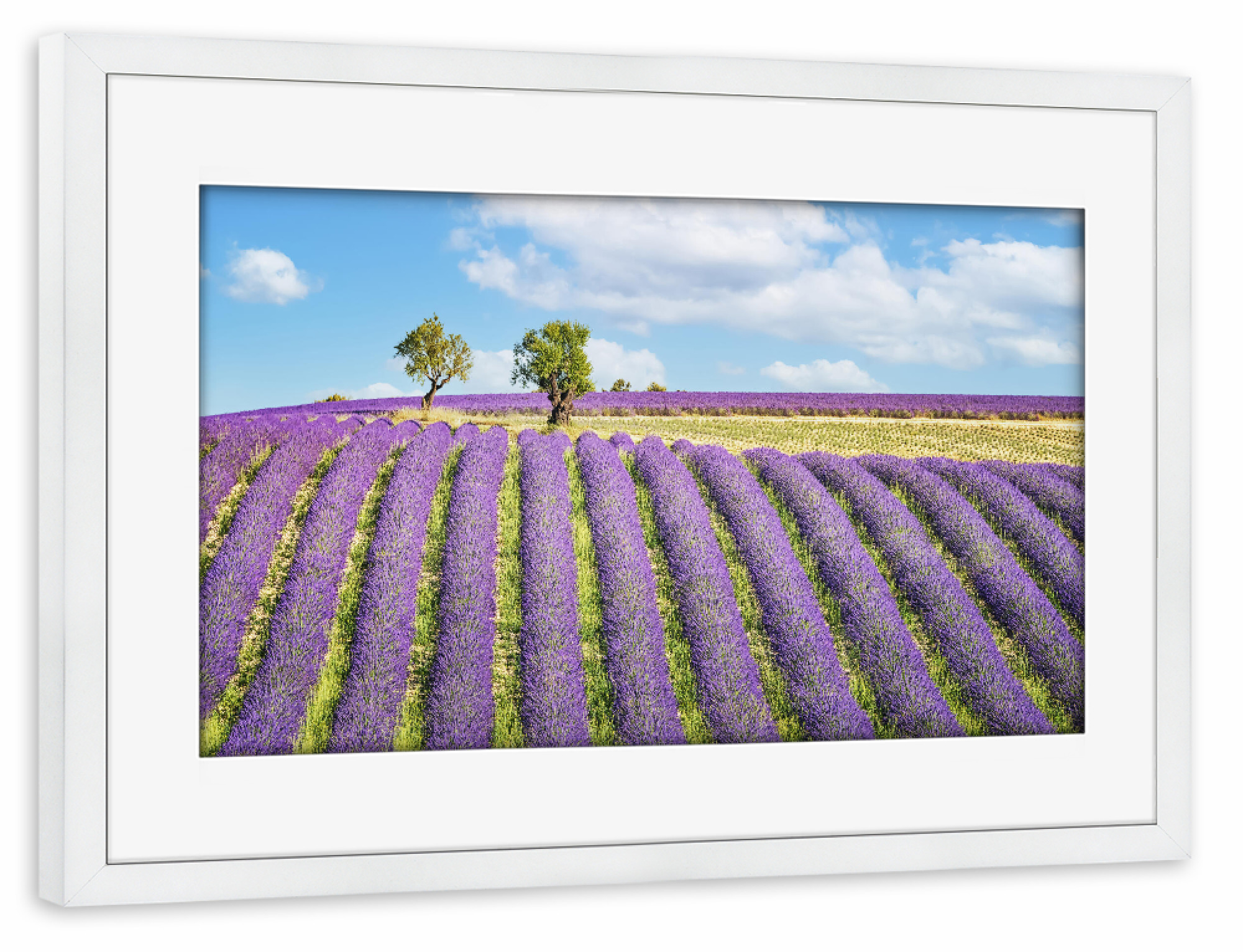 Poster mit Rahmen weiß "Summer In Provence" artboxONE - Natur,Reise,Floral,Reise / Länder