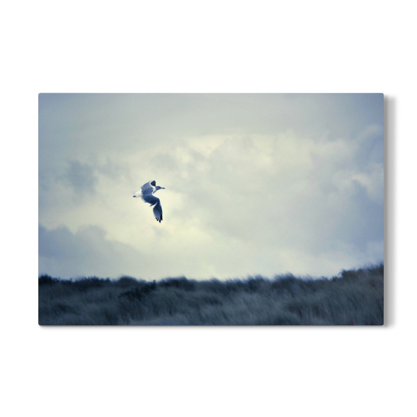 Galerie-Print "Fliegende Möwe" 30x20 cm artboxONE