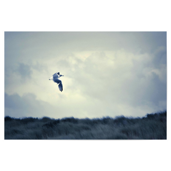 Poster "Fliegende Möwe" artboxONE - Natur,Tiere,Reise / Strand und Meer,Reise / Länder
