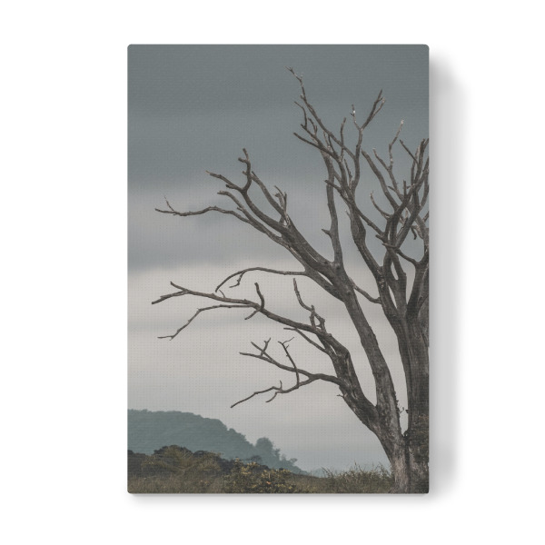Leinwandbild "Monumental Tree" artboxONE - Natur - Dry,Nature,Dryness,Natur,Trocken,Baum,Tree