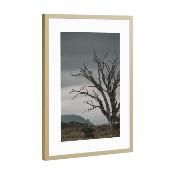 Poster mit Rahmen Gold "Monumental Tree" artboxONE - Natur - Dry,Nature,Dryness,Natur,Trocken,Baum,Tree