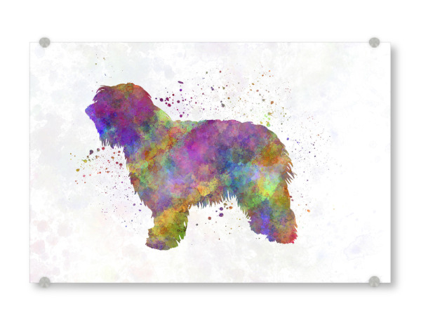 Acrylglasbild "Catalonian Sheepdog" artboxONE - Tiere,Abstrakt
