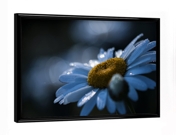 Poster mit schwarzem Rahmen "Blue Morning" artboxONE - Natur,Floral,Für Mama