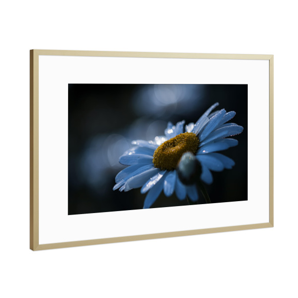Poster mit Rahmen Gold "Blue Morning" artboxONE - Natur,Floral,Für Mama
