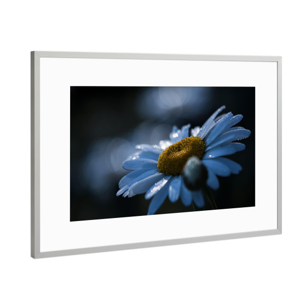 Poster mit Rahmen Silber "Blue Morning" artboxONE - Natur,Floral,Für Mama