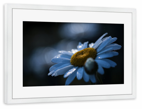 Poster mit Rahmen weiß "Blue Morning" artboxONE - Natur,Floral,Für Mama