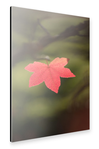 Alu-Dibond "Rotes Ahornblatt" 30x20 cm artboxONE