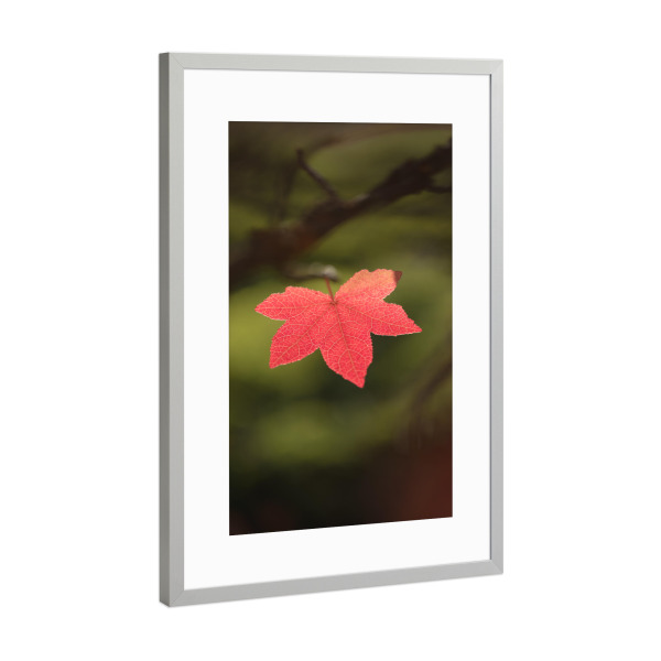Poster mit Rahmen Silber "Rotes Ahornblatt" artboxONE - Natur,Floral