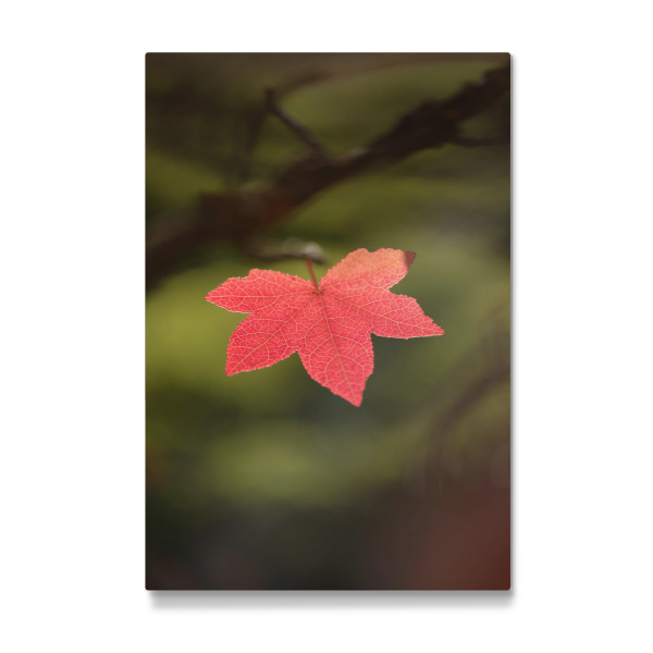 Galerie-Print "Rotes Ahornblatt" 30x20 cm artboxONE