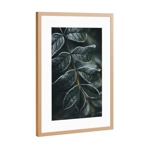Poster mit Rahmen Kupfer "Freezing Green" artboxONE - Natur - Pflanzen,Planze,Blatt,Blätter,Leaves,Natur,Nature,Green,Grün,Winter,Cold,Kalt