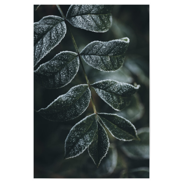 Poster "Freezing Green" artboxONE - Natur - Pflanzen,Planze,Blatt,Blätter,Leaves,Natur,Nature,Green,Grün,Winter,Cold,Kalt