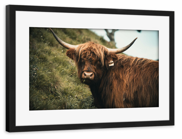 Poster mit Rahmen schwarz "The Highlander" artboxONE - Natur,Tiere