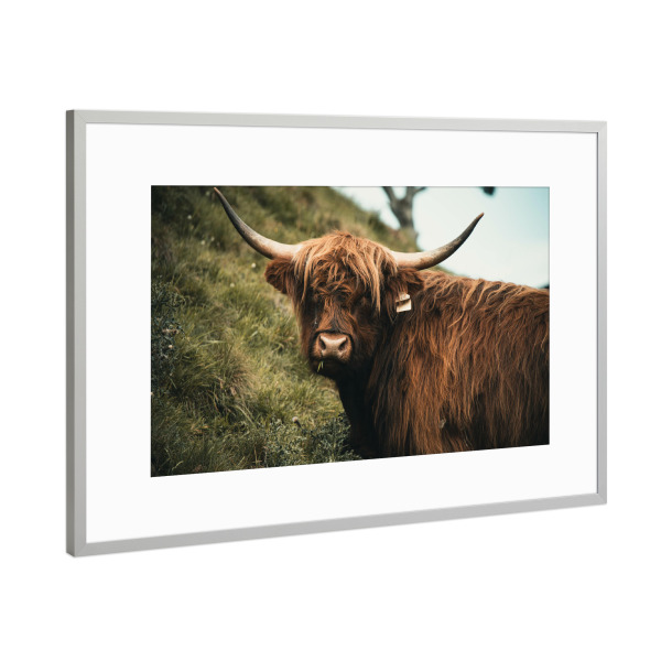 Poster mit Rahmen Silber "The Highlander" artboxONE - Natur,Tiere