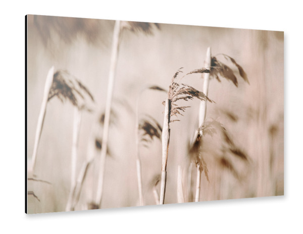 Alu-Dibond "Dusty Pink" 30x20 cm artboxONE