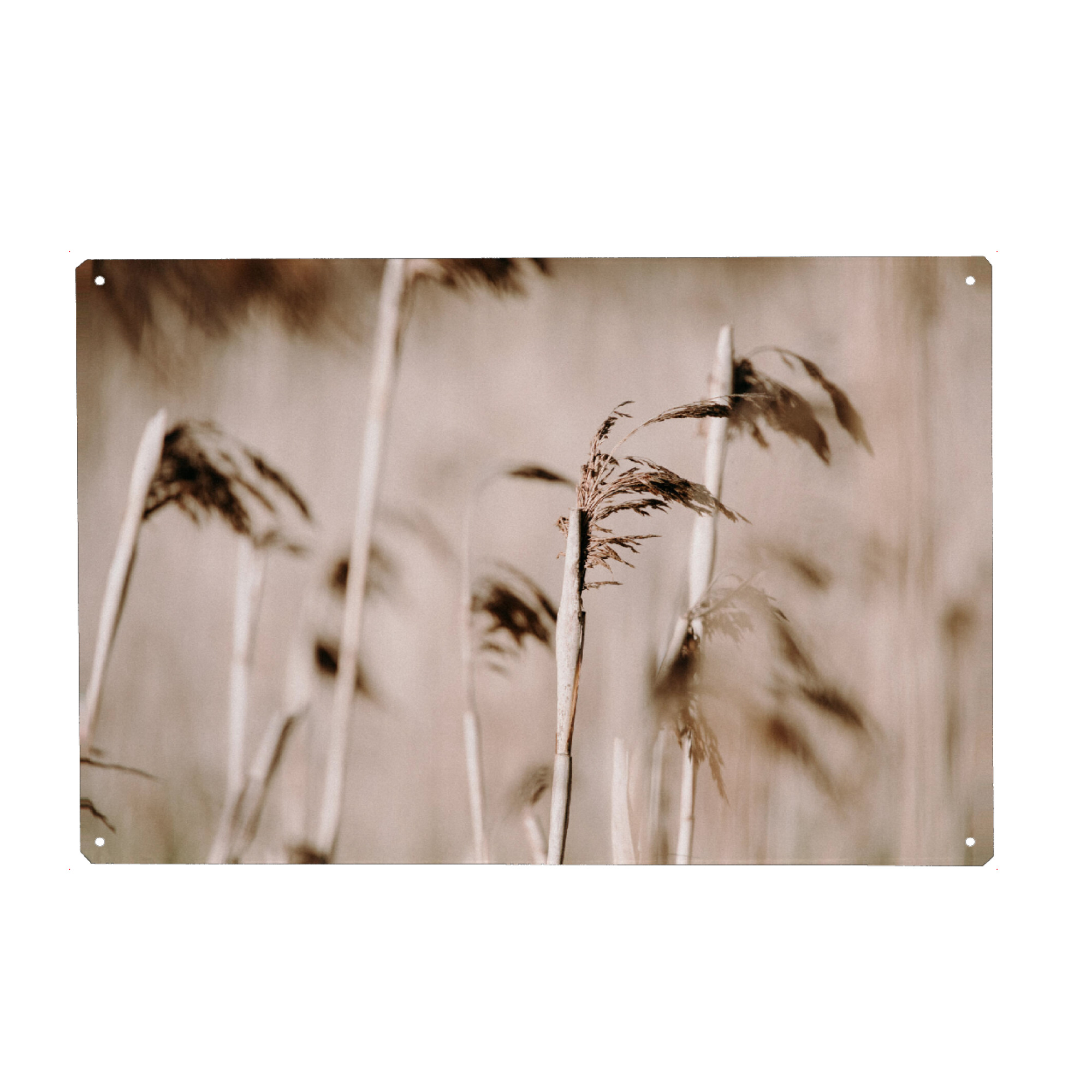 Holzbild "Dusty Pink" artboxONE - Natur,Floral - Pflanzen,Pflanze,Nature,Natur,Plant,Plants,Pink