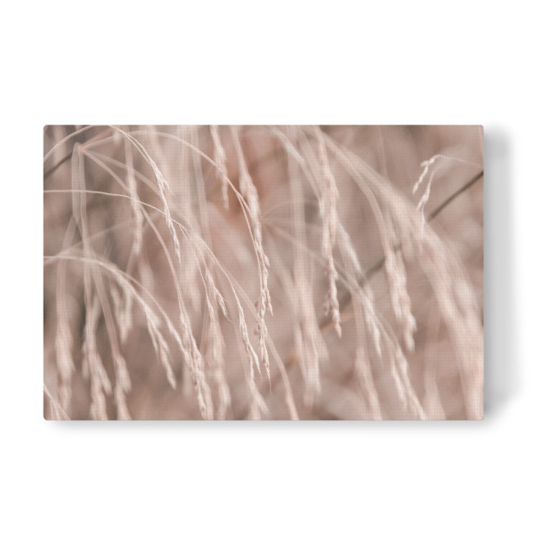 Leinwandbild "Pink Strings" artboxONE - Natur,Floral - Pink,Plant,Pflanzen,Gras,Nature,Natur,Plants