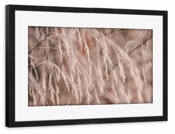 Poster mit Rahmen schwarz "Pink Strings" artboxONE - Natur,Floral - Pink,Plant,Pflanzen,Gras,Nature,Natur,Plants