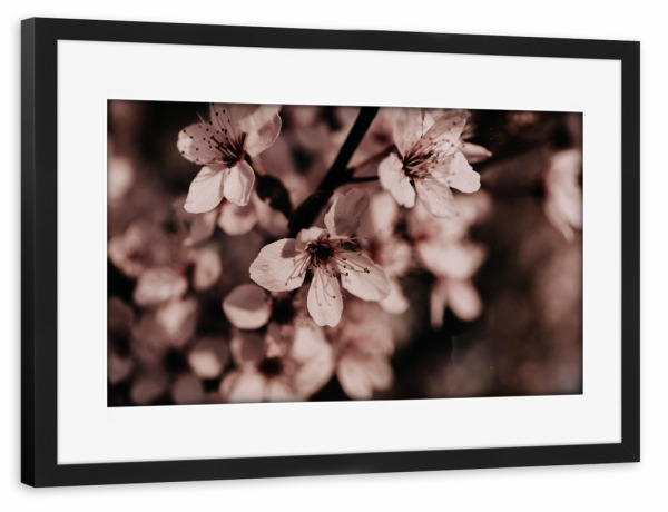Poster mit Rahmen schwarz "Pink Cherry Blossom" artboxONE - Natur,Floral