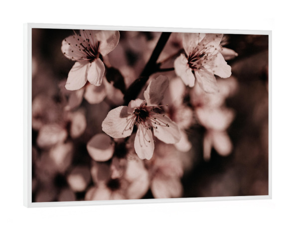 Poster mit weißem Rahmen "Pink Cherry Blossom" artboxONE - Natur,Floral