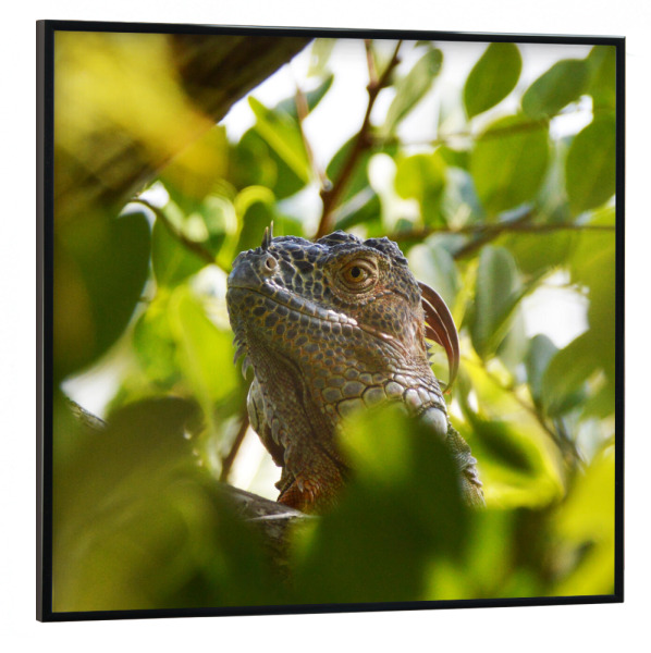 Poster mit schwarzem Rahmen 30x30 cm "Getarnter Leguan" artboxONE - Tiere