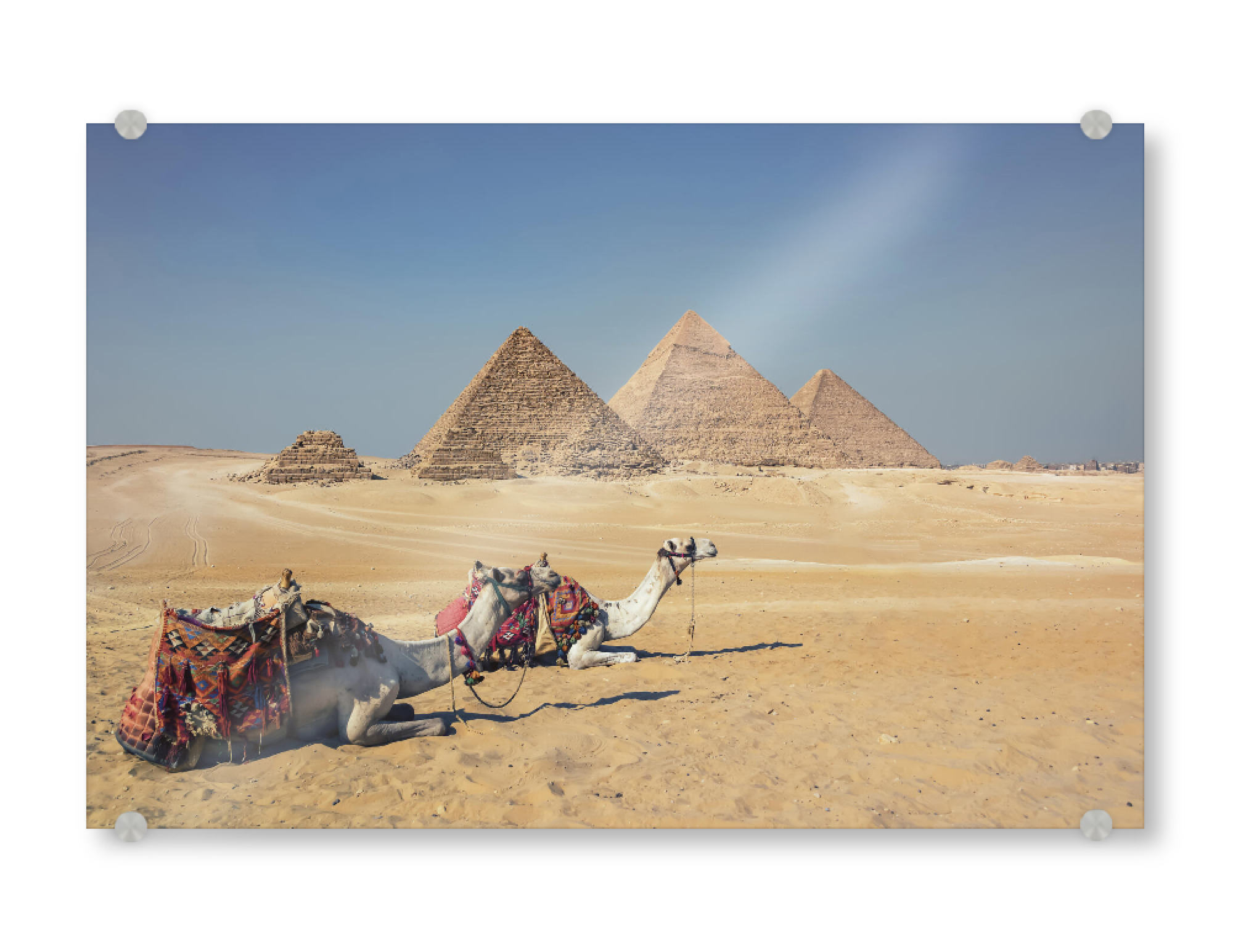 Acrylglasbild "Camels In Giza" artboxONE - Städte,Reise,Architektur,Reise / Afrika,Reise / Länder