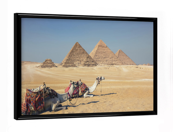 Poster mit schwarzem Rahmen "Camels In Giza" artboxONE - Städte,Reise,Architektur,Reise / Afrika,Reise / Länder