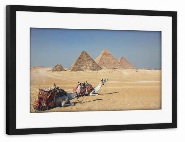 Poster mit Rahmen schwarz "Camels In Giza" artboxONE - Städte,Reise,Architektur,Reise / Afrika,Reise / Länder