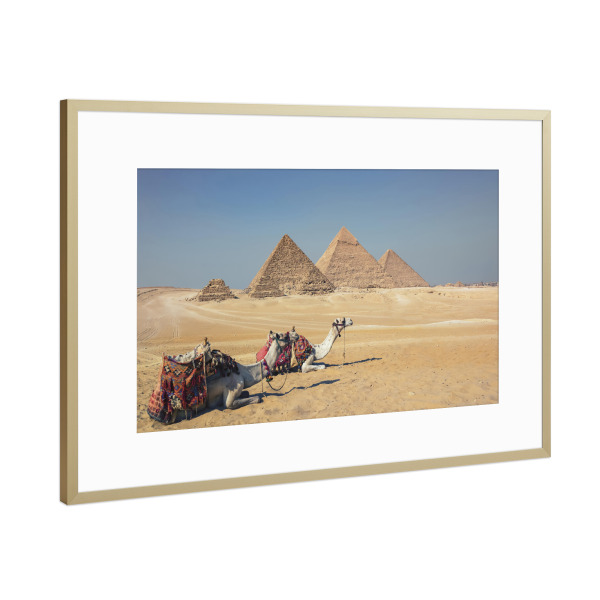 Poster mit Rahmen Gold "Camels In Giza" artboxONE - Städte,Reise,Architektur,Reise / Afrika,Reise / Länder