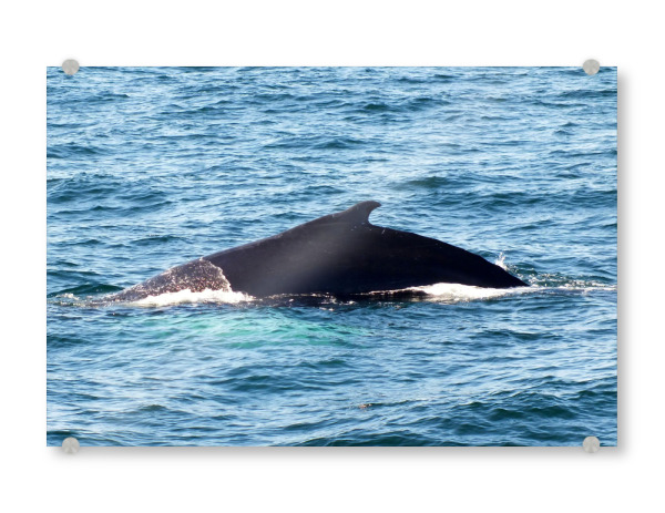 Acrylglasbild "Rücken eines Buckelwals" artboxONE - Tiere - Wal,Finne,Buckelwal,Meeressäuger,Ozean,Whale watching,Wales