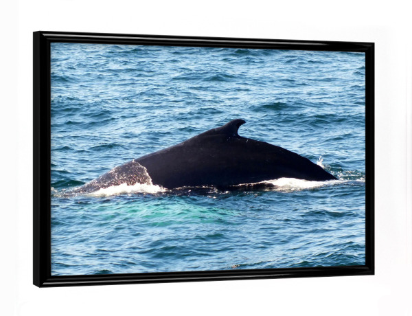 Poster mit schwarzem Rahmen "Rücken eines Buckelwals" artboxONE - Tiere - Wal,Finne,Buckelwal,Meeressäuger,Ozean,Whale watching,Wales