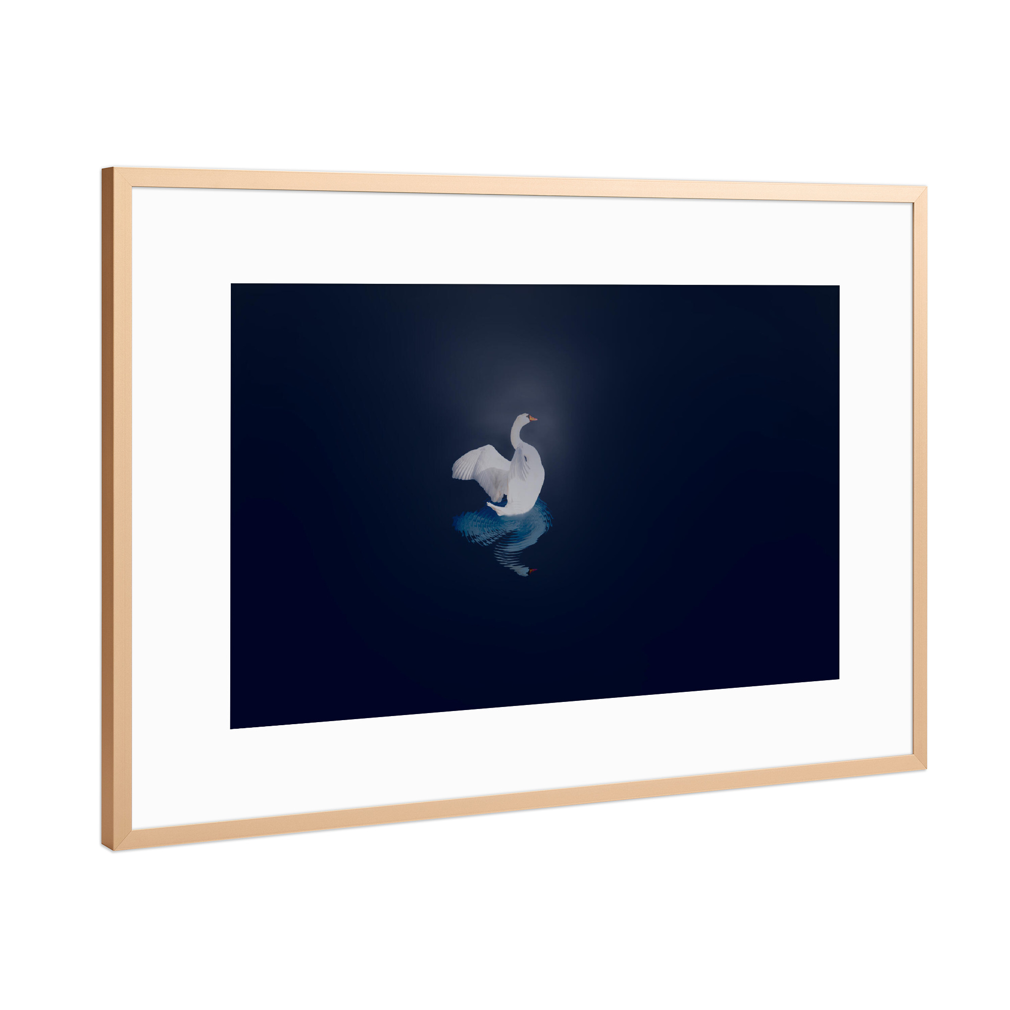 Poster mit Rahmen Kupfer "Schwan bei Nacht" artboxONE - Tiere