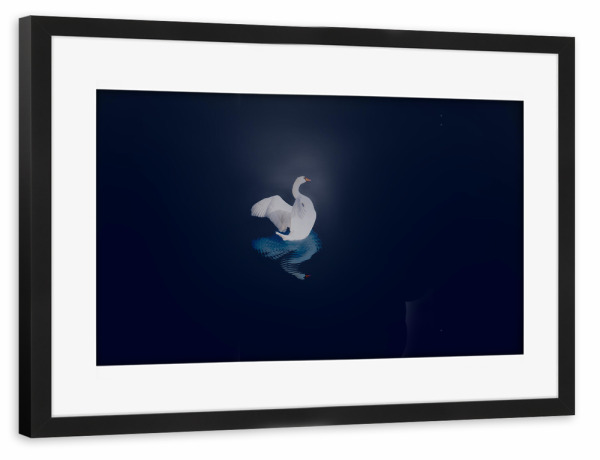 Poster mit Rahmen schwarz "Schwan bei Nacht" artboxONE - Tiere