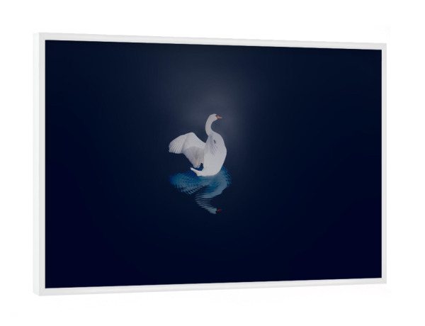 Poster mit weißem Rahmen "Schwan bei Nacht" artboxONE - Tiere