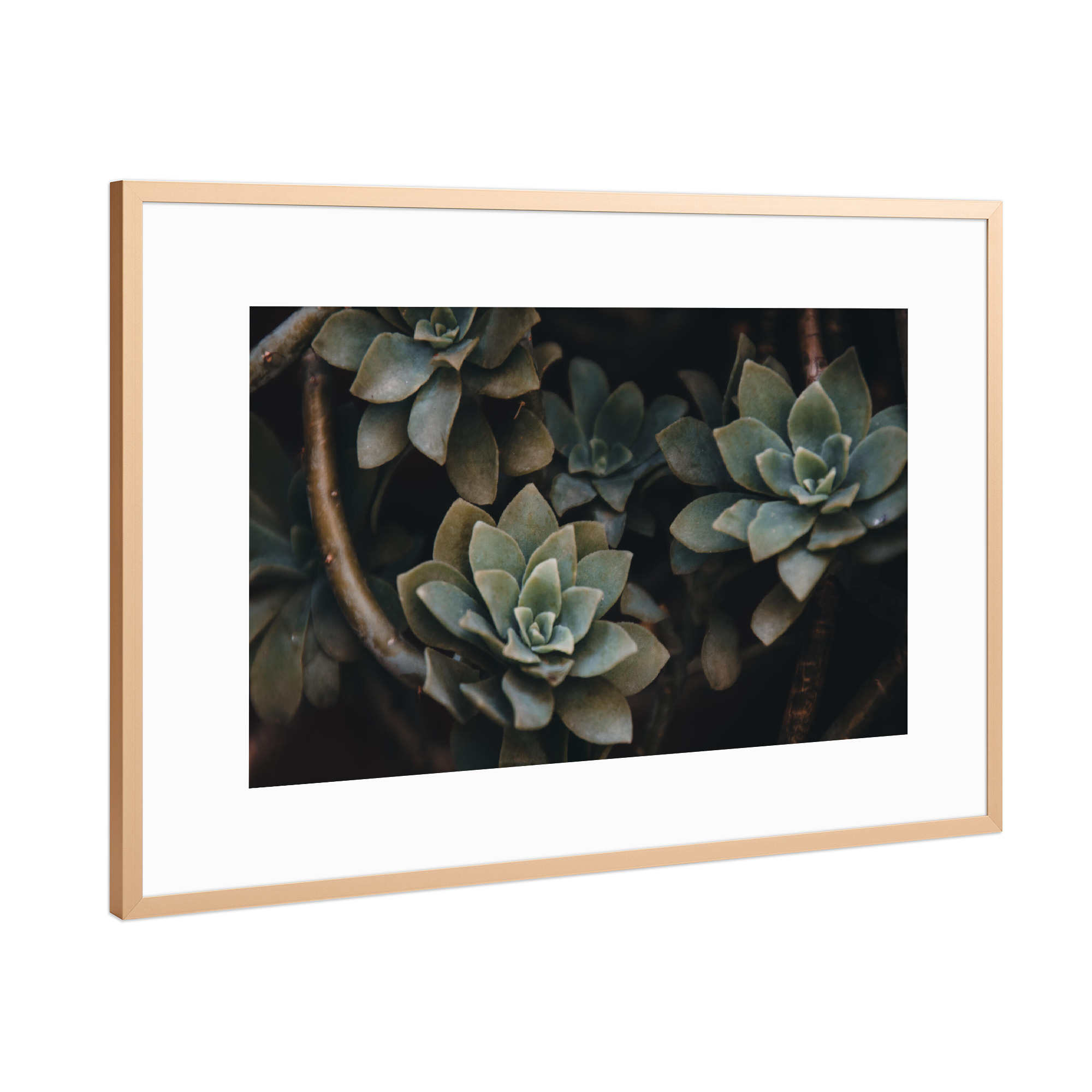 Poster mit Rahmen Kupfer "Succulents" artboxONE - Natur,Floral