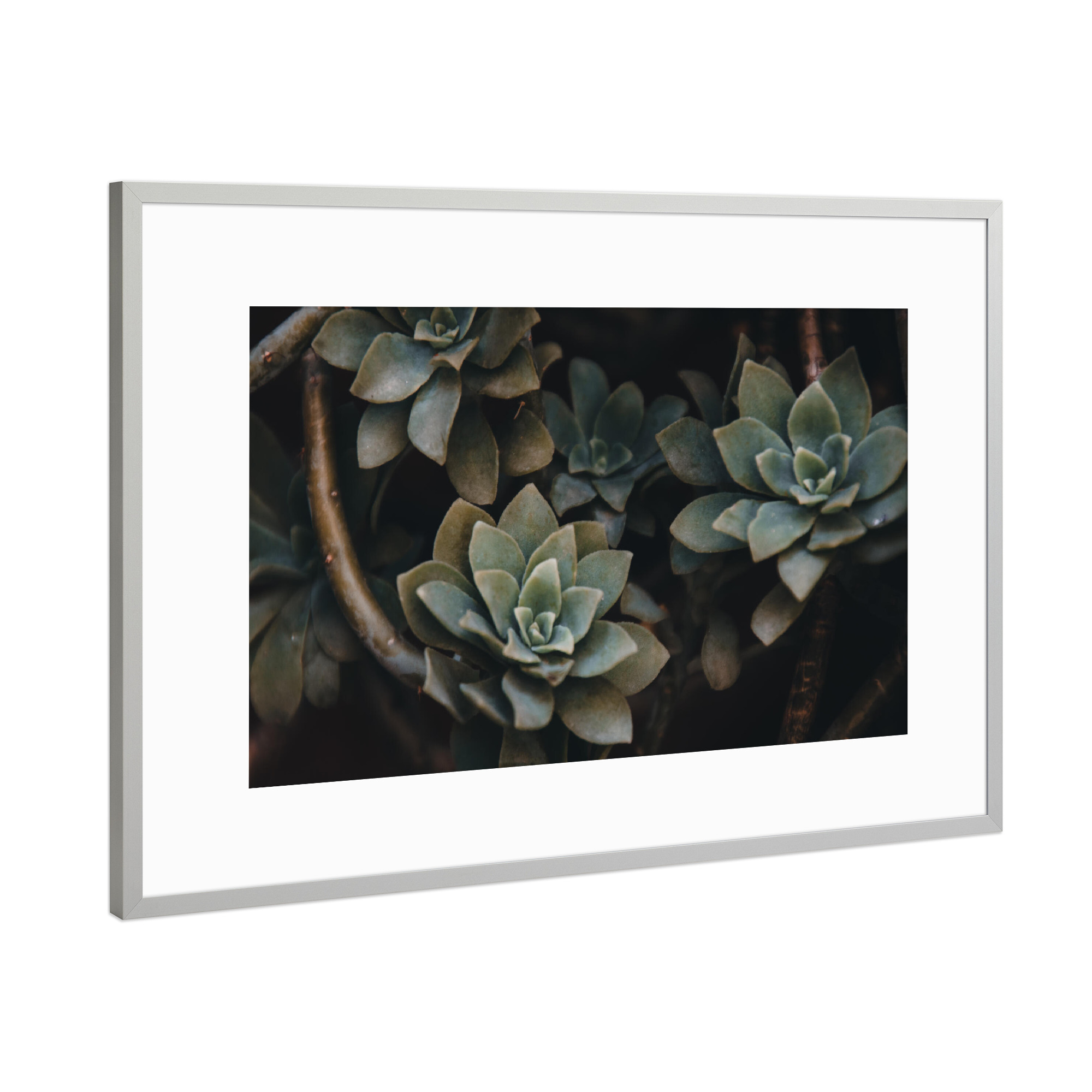 Poster mit Rahmen Silber "Succulents" artboxONE - Natur,Floral