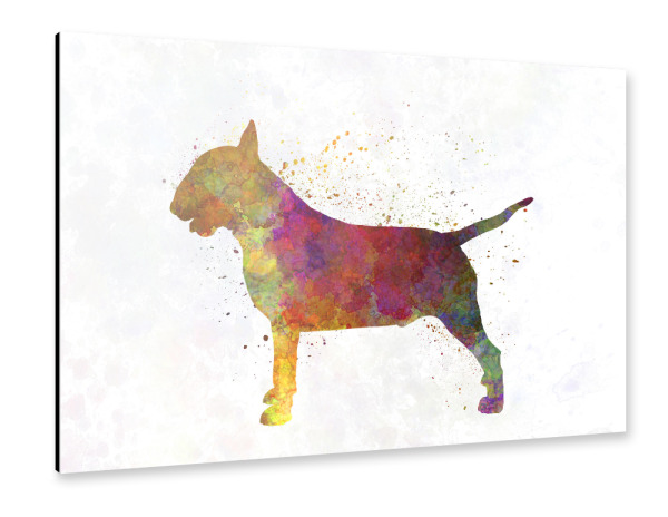 Alu-Dibond "Bull Terrier in watercolor" 30x20 cm artboxONE