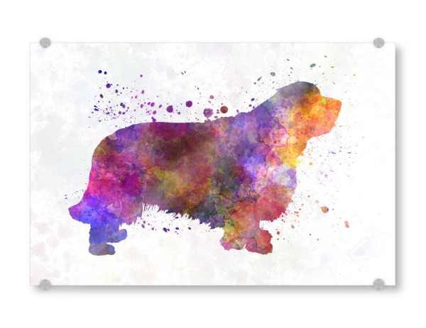 Acrylglasbild "Clumber Spaniel in watercolor" artboxONE - Tiere,Abstrakt