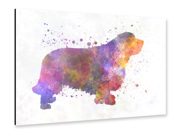 Alu-Dibond "Clumber Spaniel in watercolor" 30x20 cm artboxONE