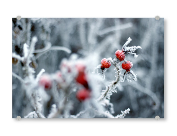 Acrylglasbild "Hagebutten im Winter mit Raureif" artboxONE - Natur,Floral