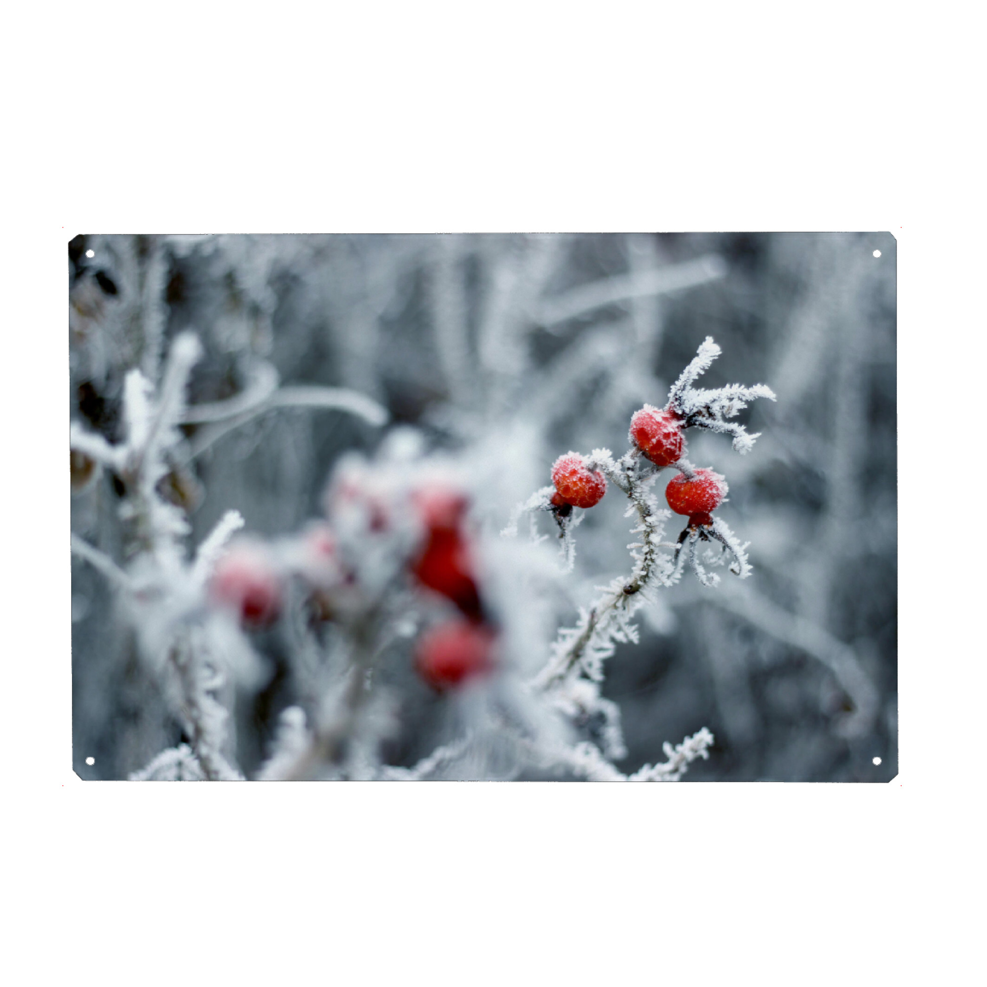 Holzbild "Hagebutten im Winter mit Raureif" artboxONE - Natur,Floral