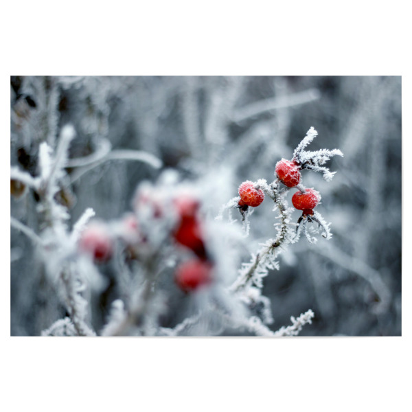 Poster 30x20 cm "Hagebutten im Winter mit Raureif" artboxONE - Natur,Floral