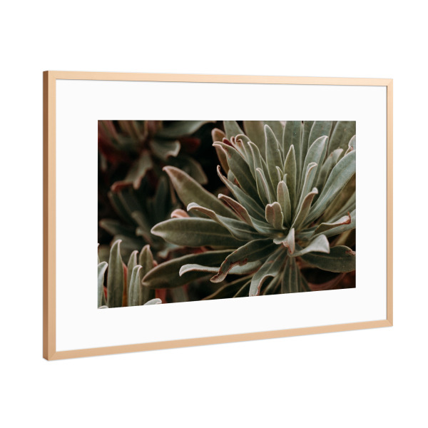 Poster mit Rahmen Kupfer "Desert Flower" artboxONE - Natur,Floral - Sukkulente,Pflanzen,Natur,Floral,Pflanze,Succulent