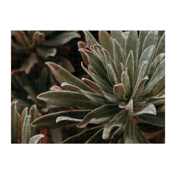 Puzzle Ravensburger "Desert Flower" artboxONE - Natur,Floral - Sukkulente,Pflanzen,Natur,Floral,Pflanze,Succulent - Bild sukkulente