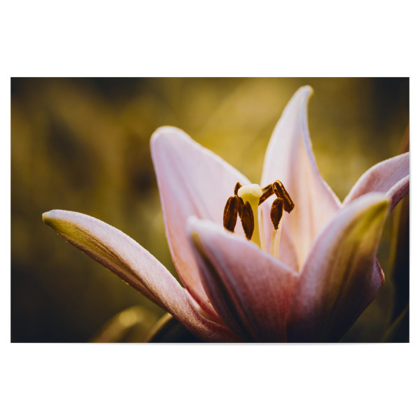 Poster "Lily Time" artboxONE - Natur,Floral,Für Mama