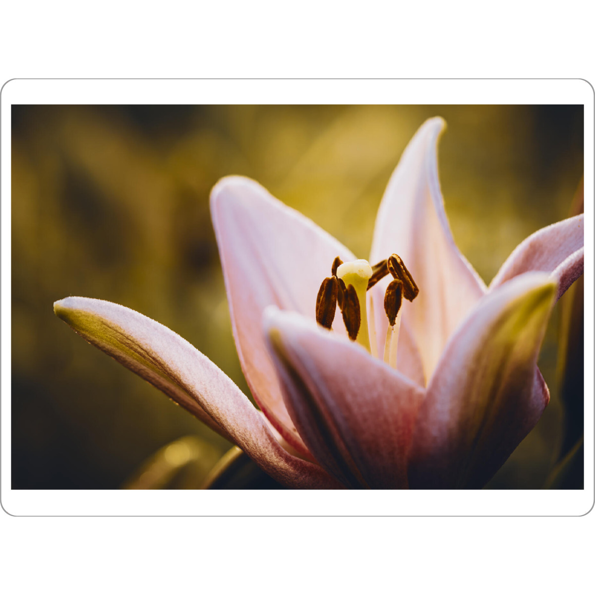 Tischset "Lily Time" artboxONE - Natur,Floral,Für Mama