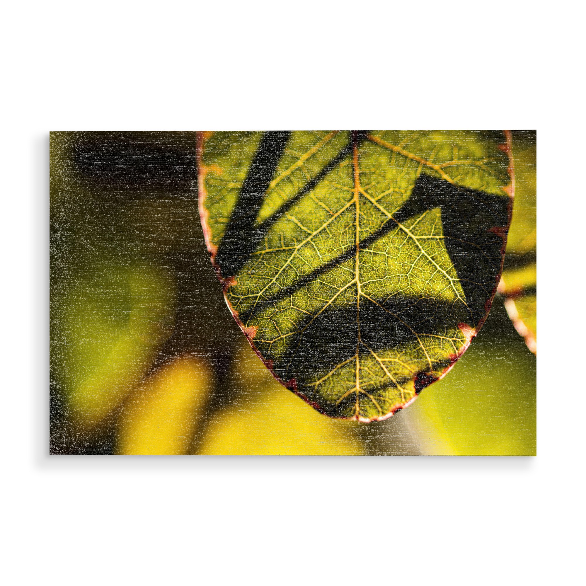 Holzbild "Structures, Light And Shadows" artboxONE - Floral,Für Mama,Für Papa